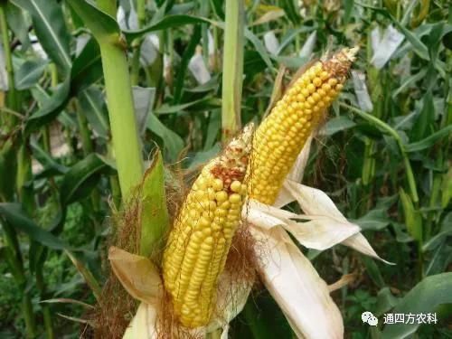 ���׶d���c�՗U��ԭ����