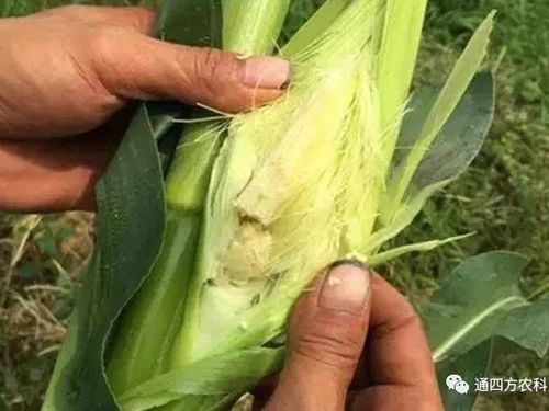 ���׶d���c�՗U��ԭ����