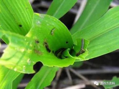 ���הQ����ô�k����ץ�o��Q��Ӱ푮a(ch��n)��!!!